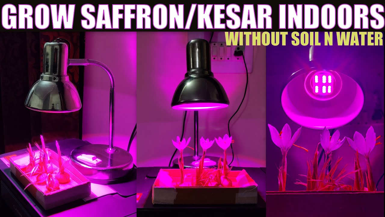 How to Grow Saffron Indoors || Kesar Farming || IN JUST 500 RS