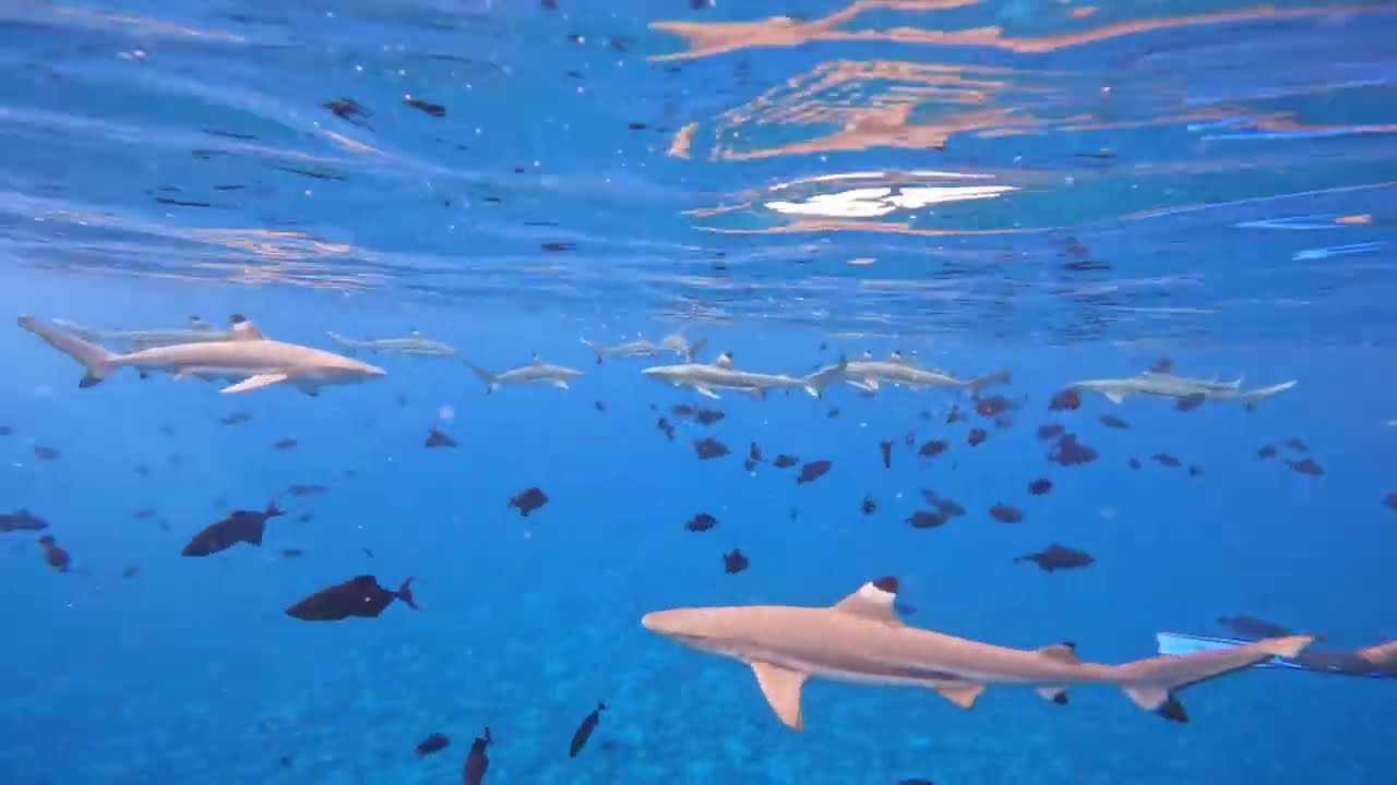 Reef Sharks in Bora Bora