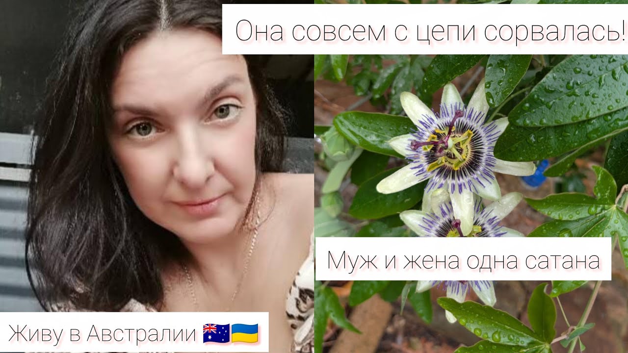 Живу в Австралии 🇺🇦🇦🇺Наша соседка сошла с ума. Новые обвинения. Ну что делать?!#україна  #австралия 