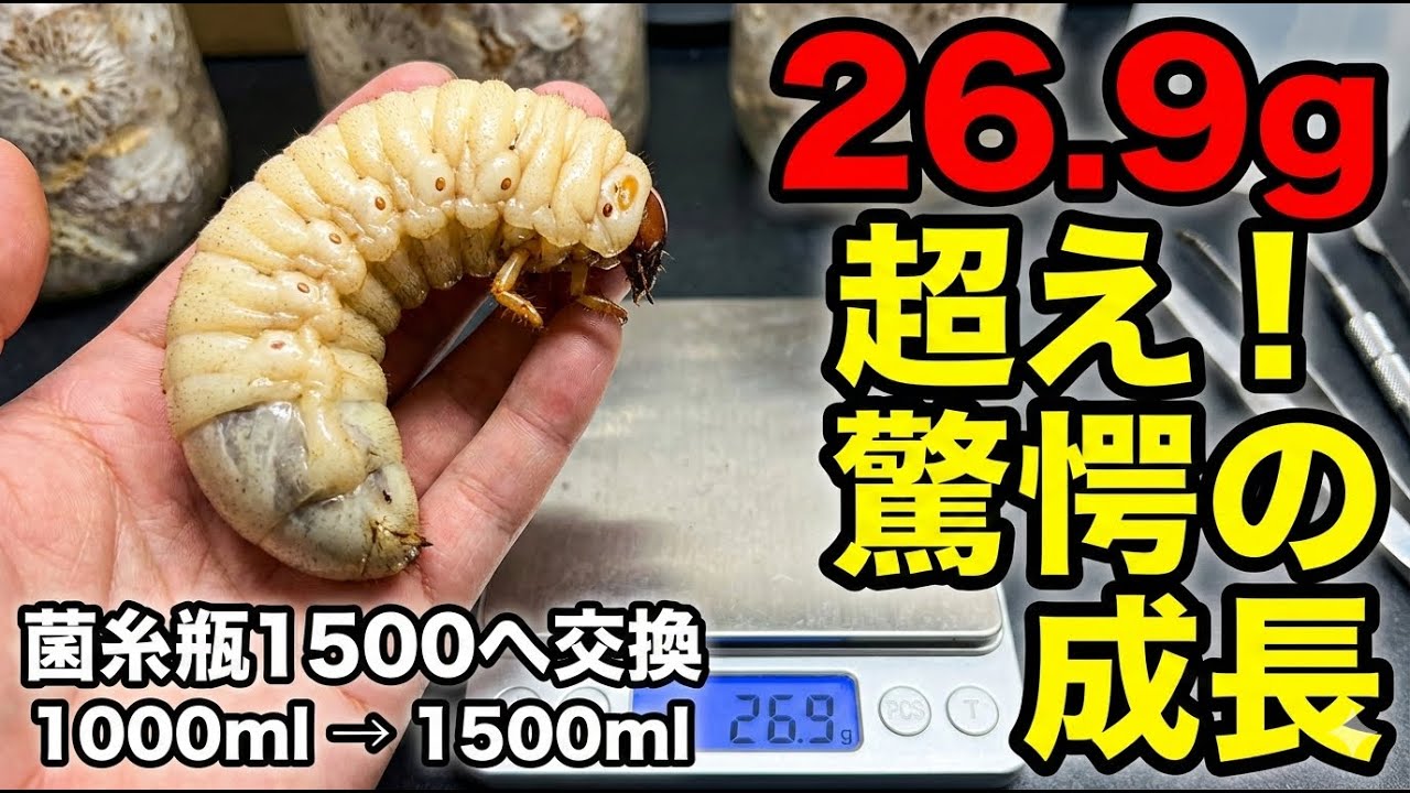 【オオクワガタ】全19頭の幼虫、新居へ引っ越し | 菌糸瓶交換フル記録