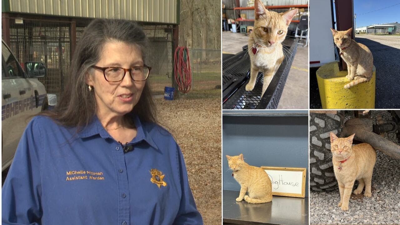 Kaylee's Cat Corner: Local Kitty Lends a Helping Paw to a Cenla Animal Control Office