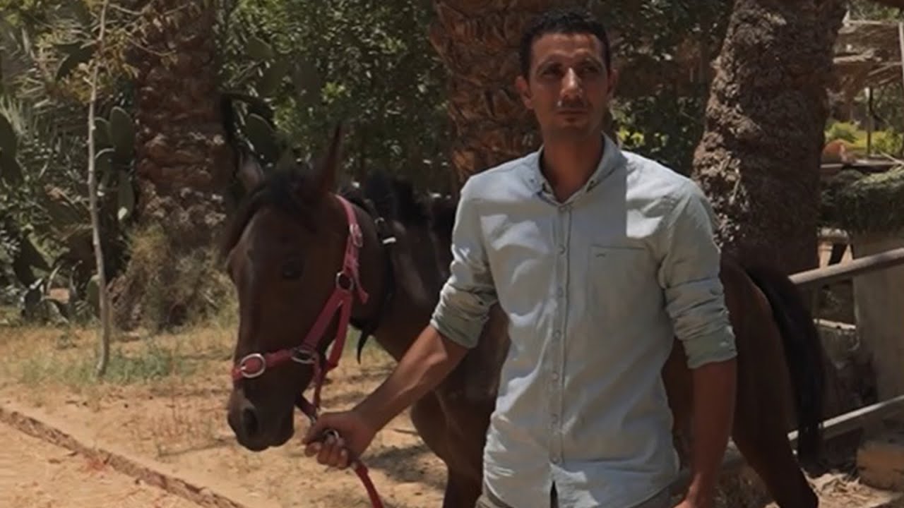 حكاية مستشفى Egypt Equine Aid لعلاج الأحصنة المصابة مجانًا