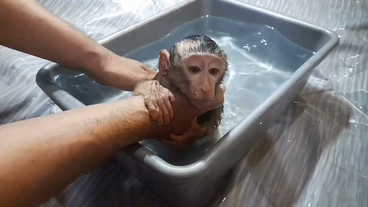Monkey cute caca lagi bersih bersih