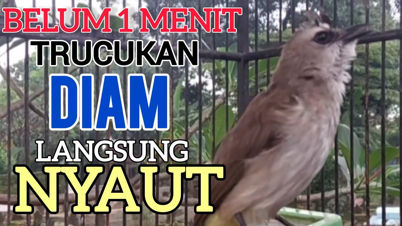 TRUCUKAN OMBYOKAN TRUCUK BAHAN PAUT BISU AGAR BUNYI GACOR PUTARKAN PANCINGAN INI PASTI BUNYI GACOR