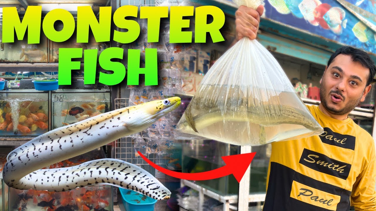 MONSTER FISH LE AE HUM😍snake Jesi Fish he ye to