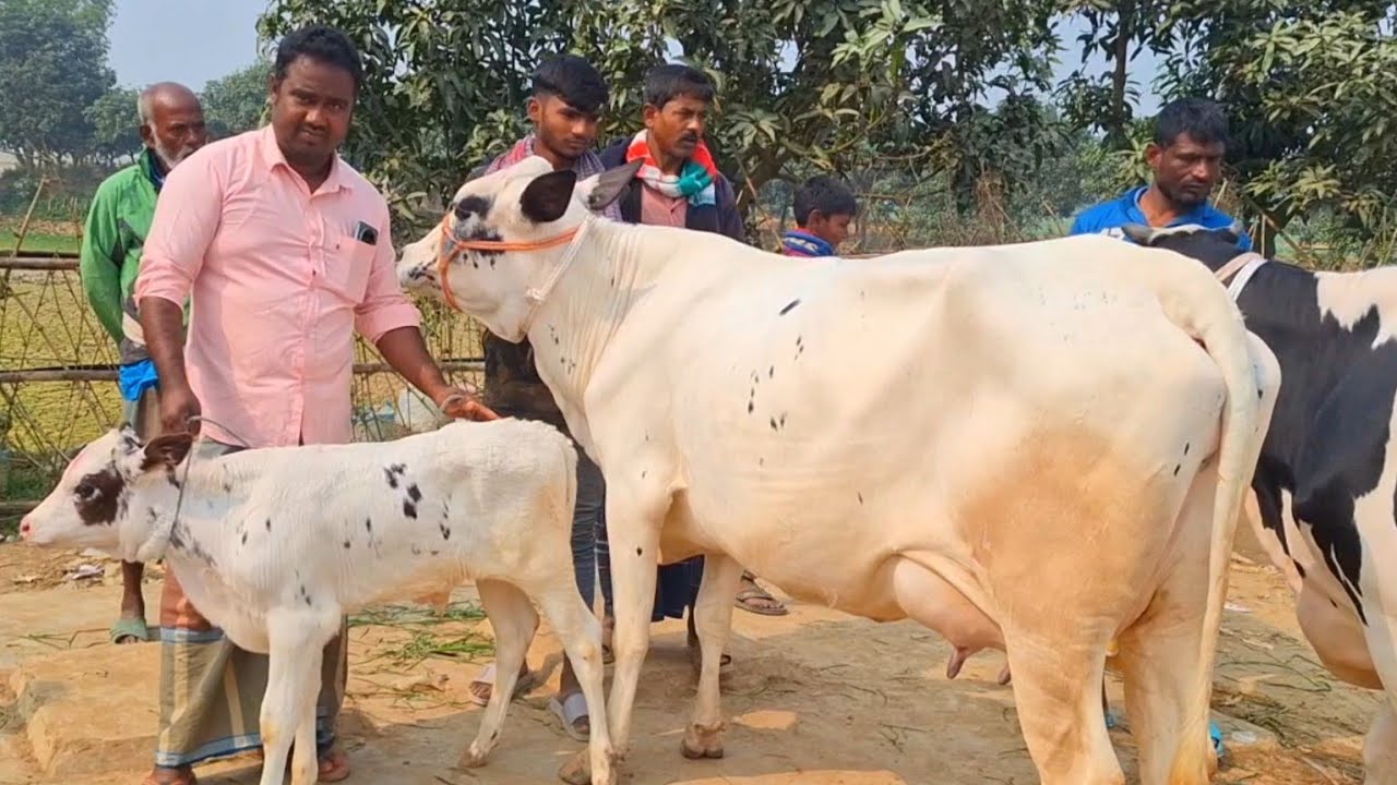 @আজ ২৯/১/২৬ | উন্নত জাতের দুধের গাভী ও বাছুর গরুর দাম | রানীগঞ্জ হাট |দিনাজপুর 