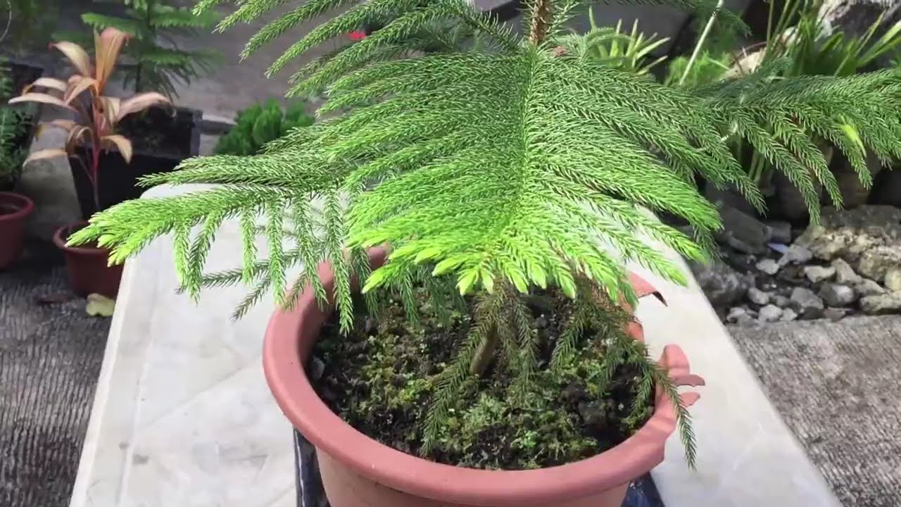 Norfolk Pine Tree (Araucaria heterophylla)