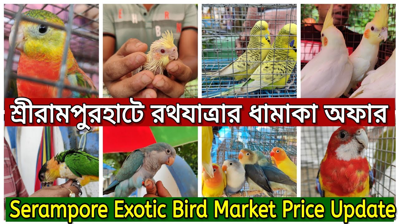 রথযাত্রার ধামাকা অফার 💥।। এমন অফার আগে আসেনি।।Serampore Exotic Bird Market price update।।#serampore