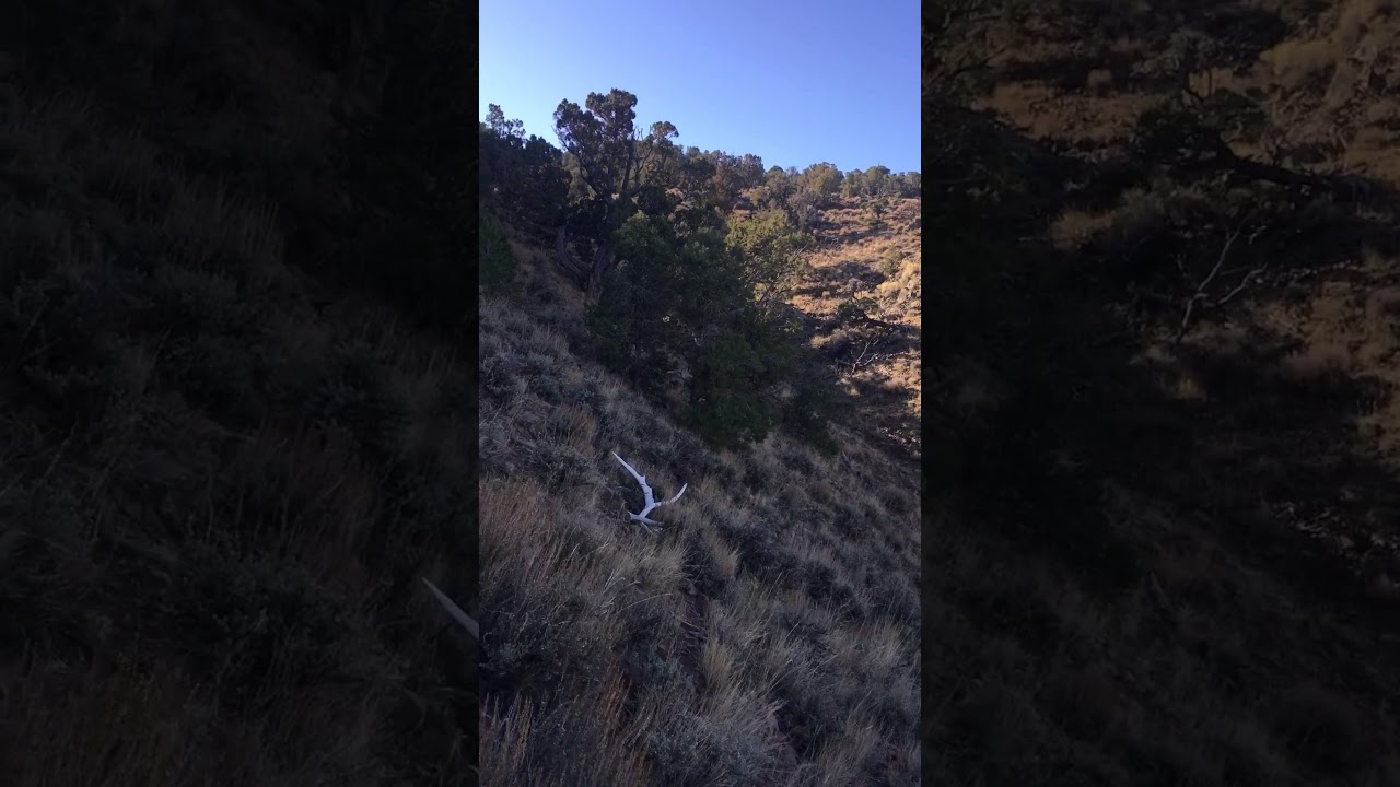 7 Point Elk Shed Find