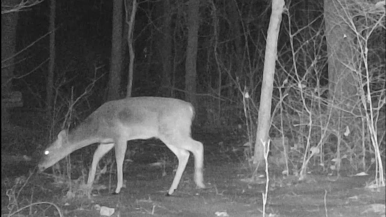 Trail Cam Tuesday, February 17th, 2026
