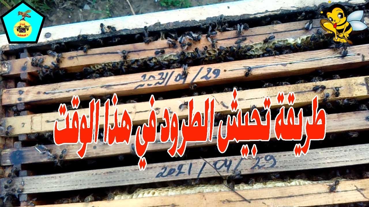 طريقة تجيش الطرود لإستقبال فصل الشتاء