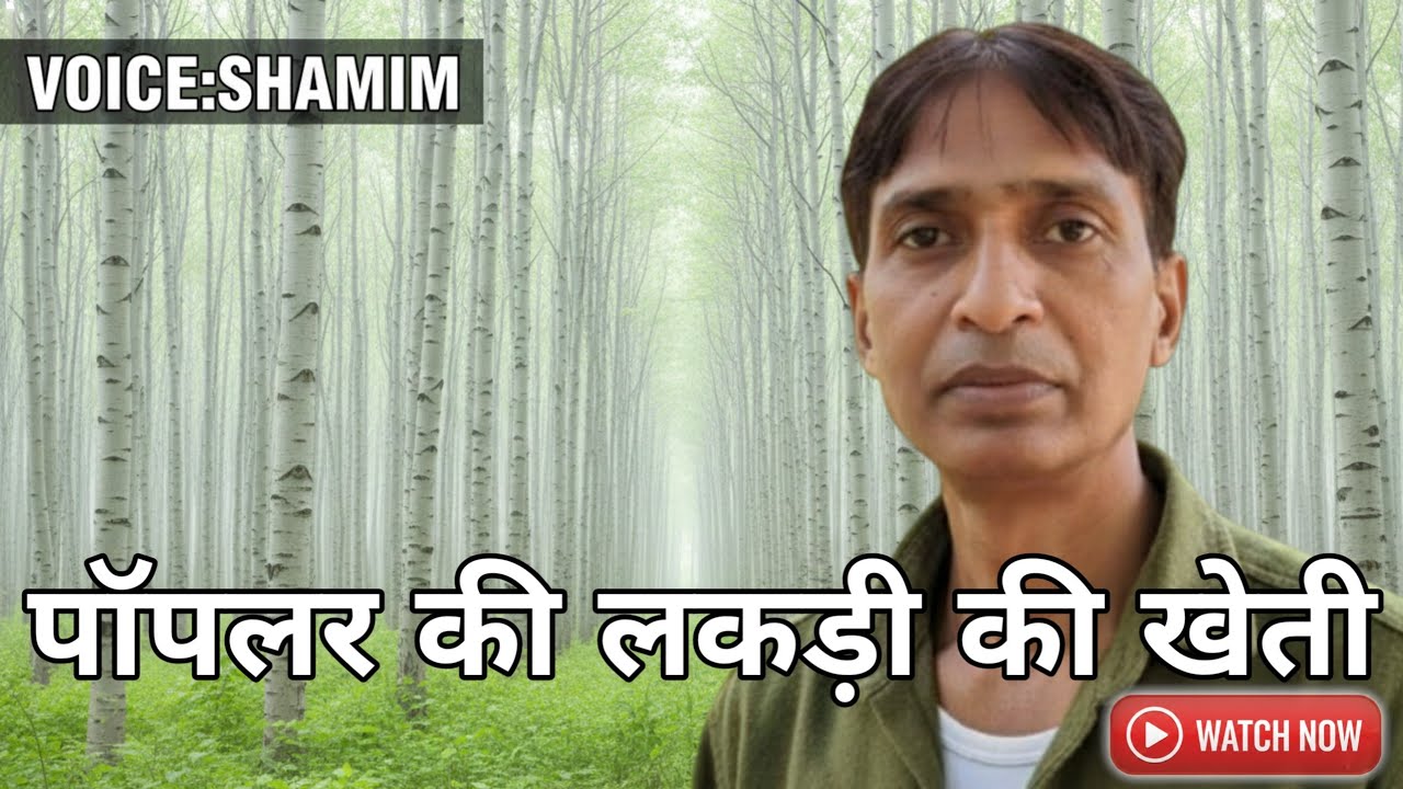 Poplar Ki Lakdi Ki Kheti: 6 Saal Me Lakhon Ki Kamai | Complete Guide |