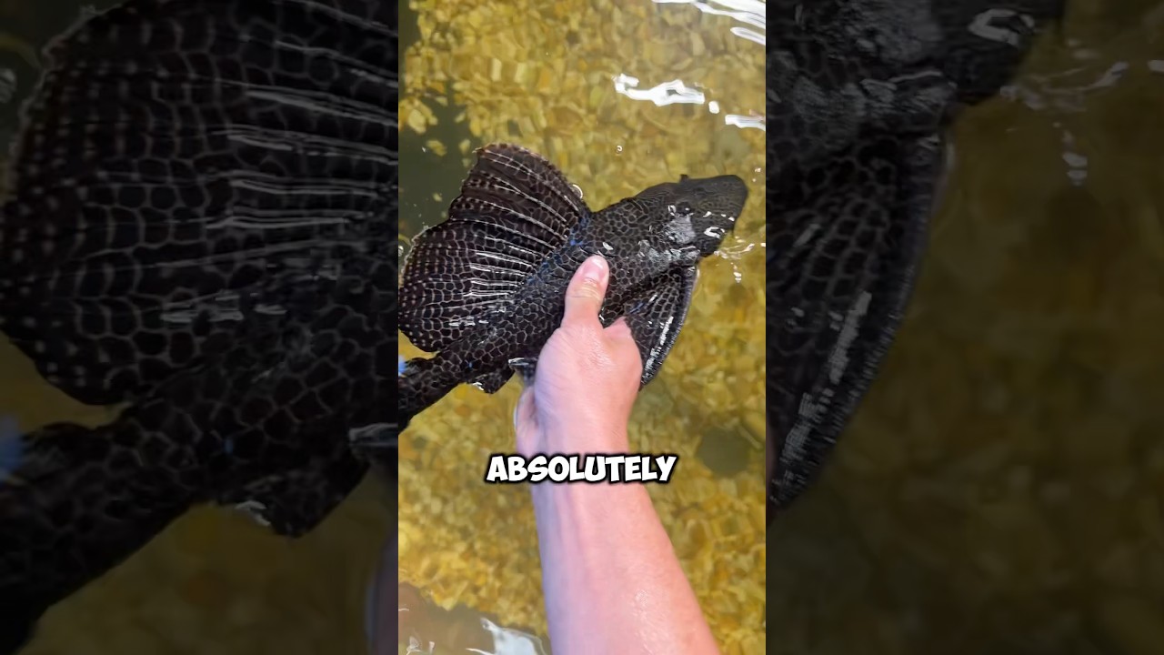 Prehistoric Fish Found in my MASSIVE Pond?!