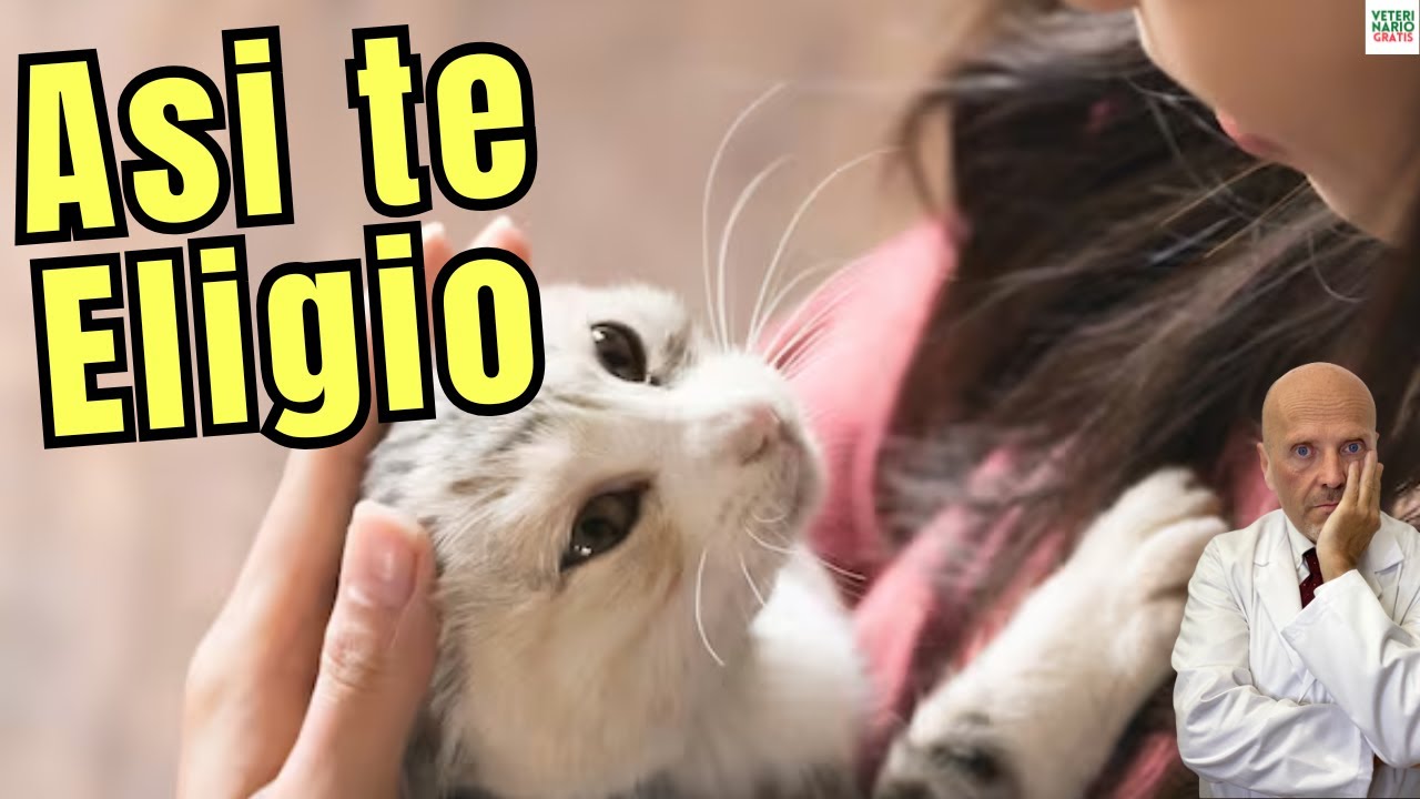 🐱✨ ¿CUANDO UN GATO TE ELIGE ¿QUE SIGNIFICA REALMENTE SEGÚN LA CIENCIA? 🐱✨
