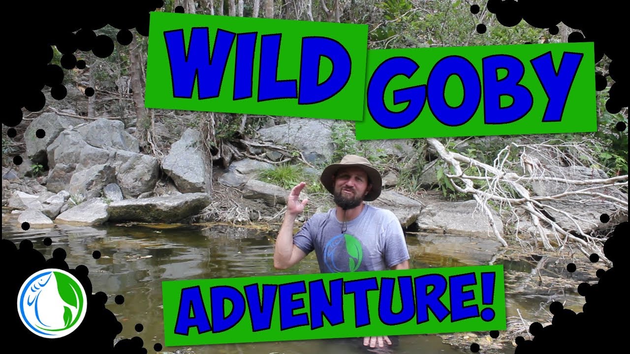 WILD GOBY FISH ADVENTURE! FISH COLLECTING ADVENTURES!