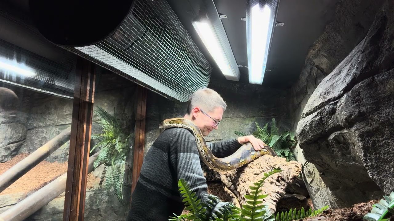 Reticulated Python leans in for a hug. 