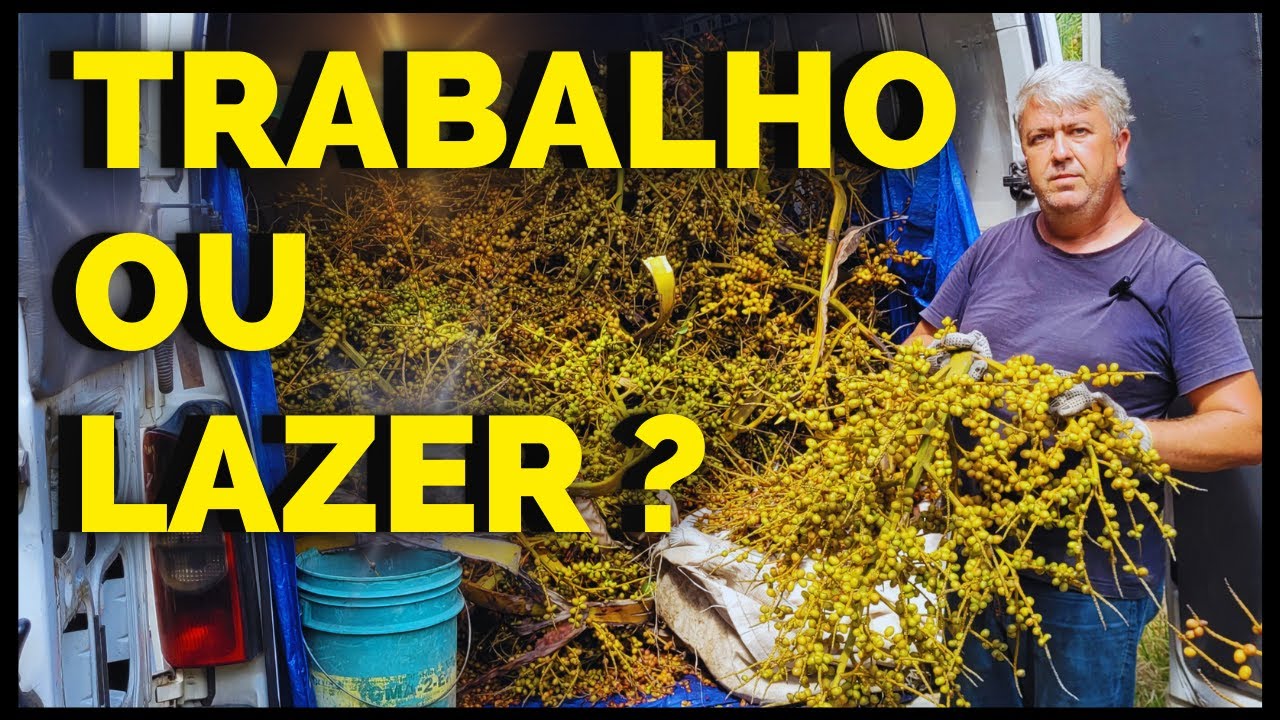 COMO É A COLETA DE SEMENTES DE PALMEIRA NO LITORAL DE SC