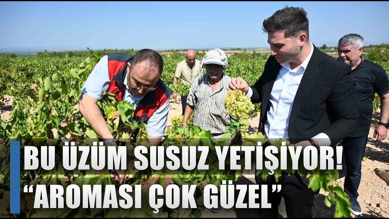 Susuz Yetişen Meşhur Üzüm! 