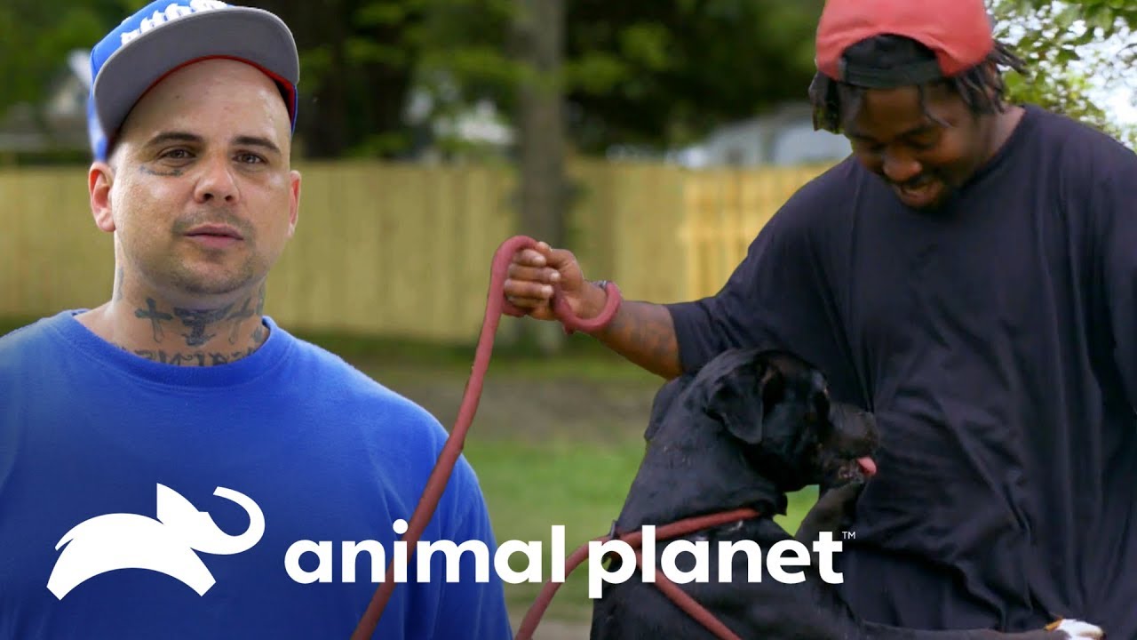 5 ex-convictos que trabajan con animales | Pit bulls y convictos | Animal Planet