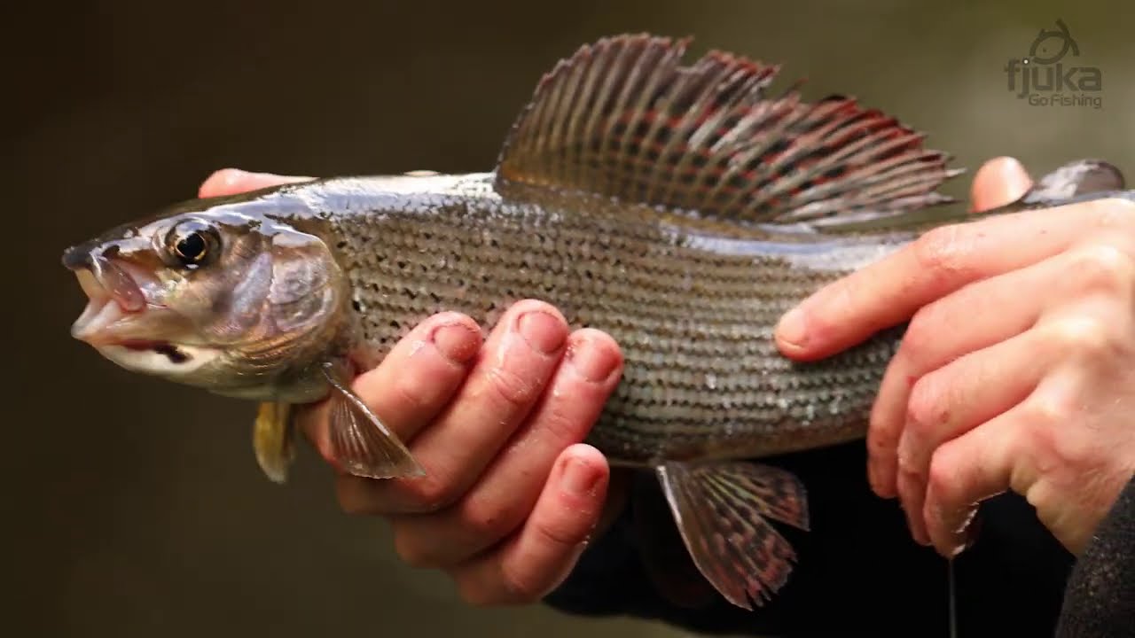 Grayling Fishing On The River Don