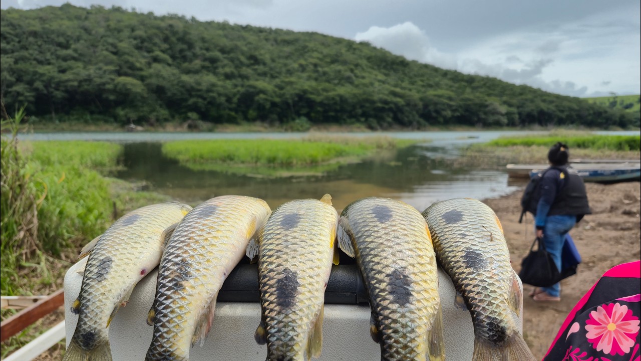 Pescaria de piau Senhor é inacreditável, Tem peixes chegando de todos os lados! 