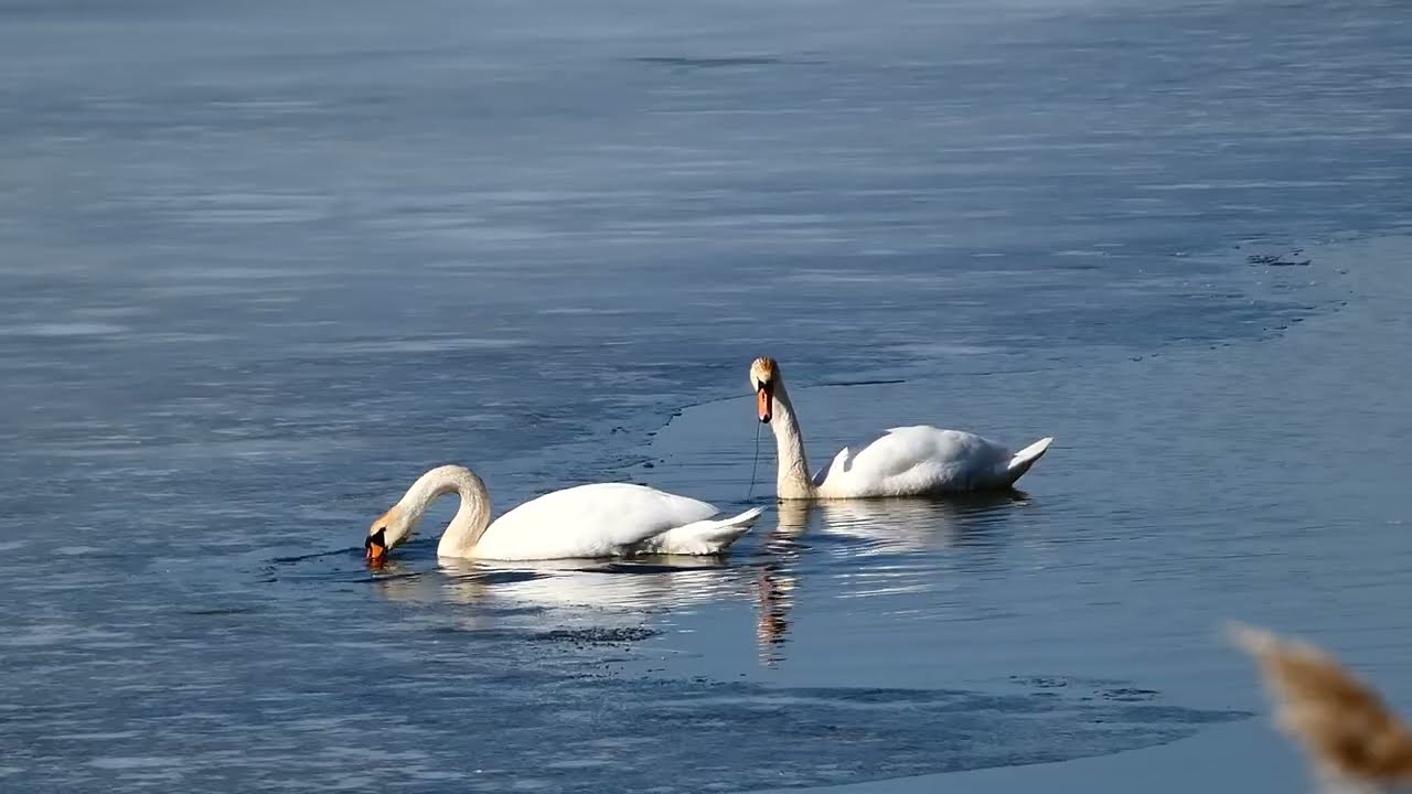 Żurawie przylatują, łabędzie też są