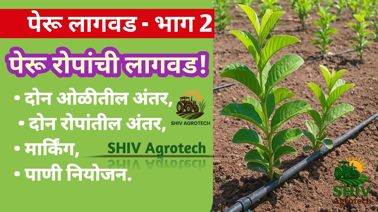 SHIV Agrotech | पेरू लागवड भाग 2 | रोपांची लागवड, ओळीतील अंतर, पाणी नियोजन & खड्डा खोदणे