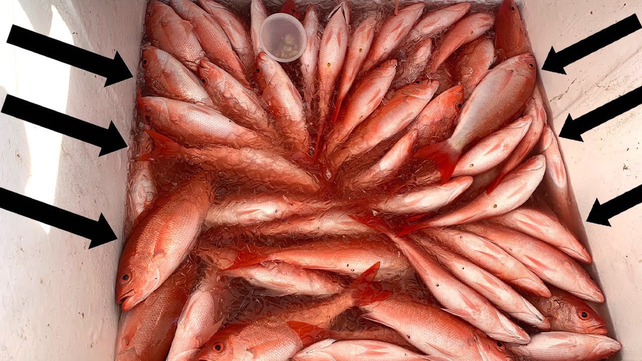 Коммерческая рыбалка на SNAPPER… Сколько $$$ мы заработали