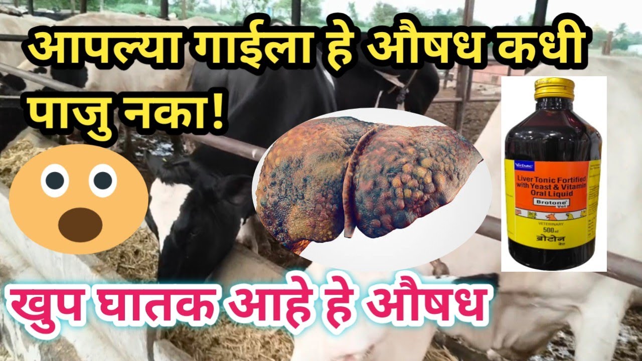 #गाईची भुक वाढविण्यासाठी,पचनक्रिया सुधारण्यासाठी brotone liver tonic best आहे 🐄🙏