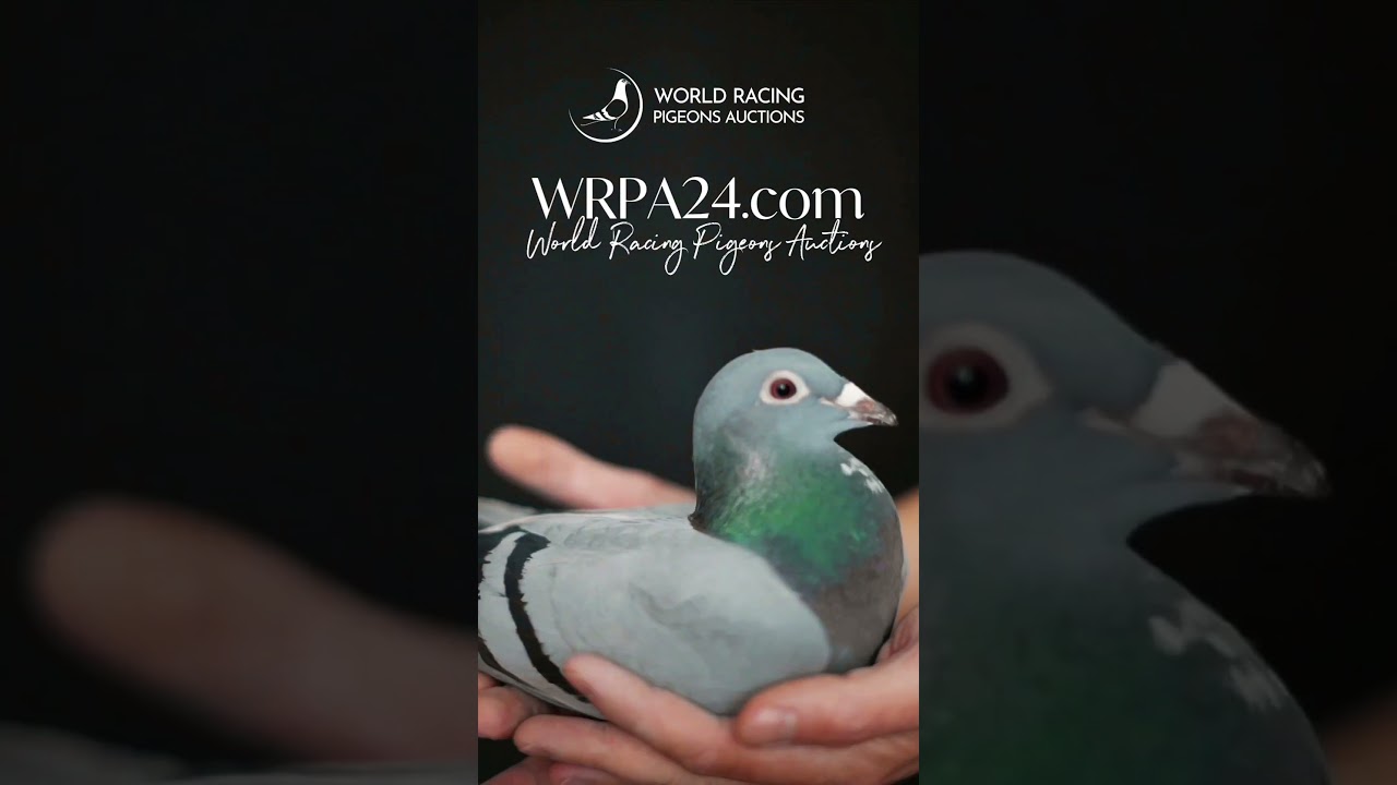 Word Racing Pigeons Auctions Buy and sell #golebie #pigeon #racingpigeons #brieftauben