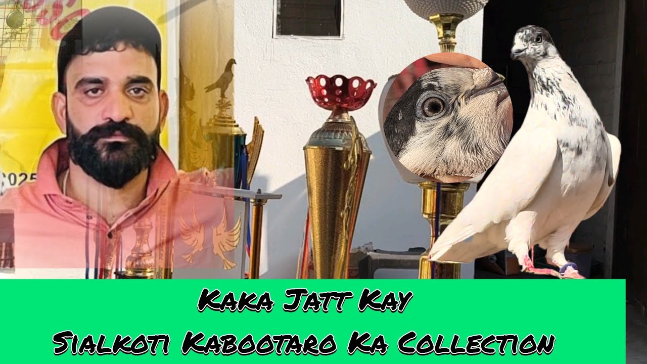 Kaka Jatt R. S. Pura Kay Champion Sialkoti Kabootar.