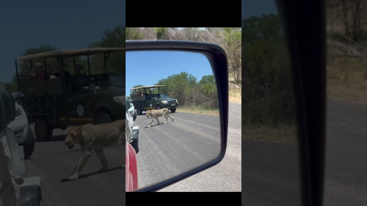 Lion crossing the rearview mirror