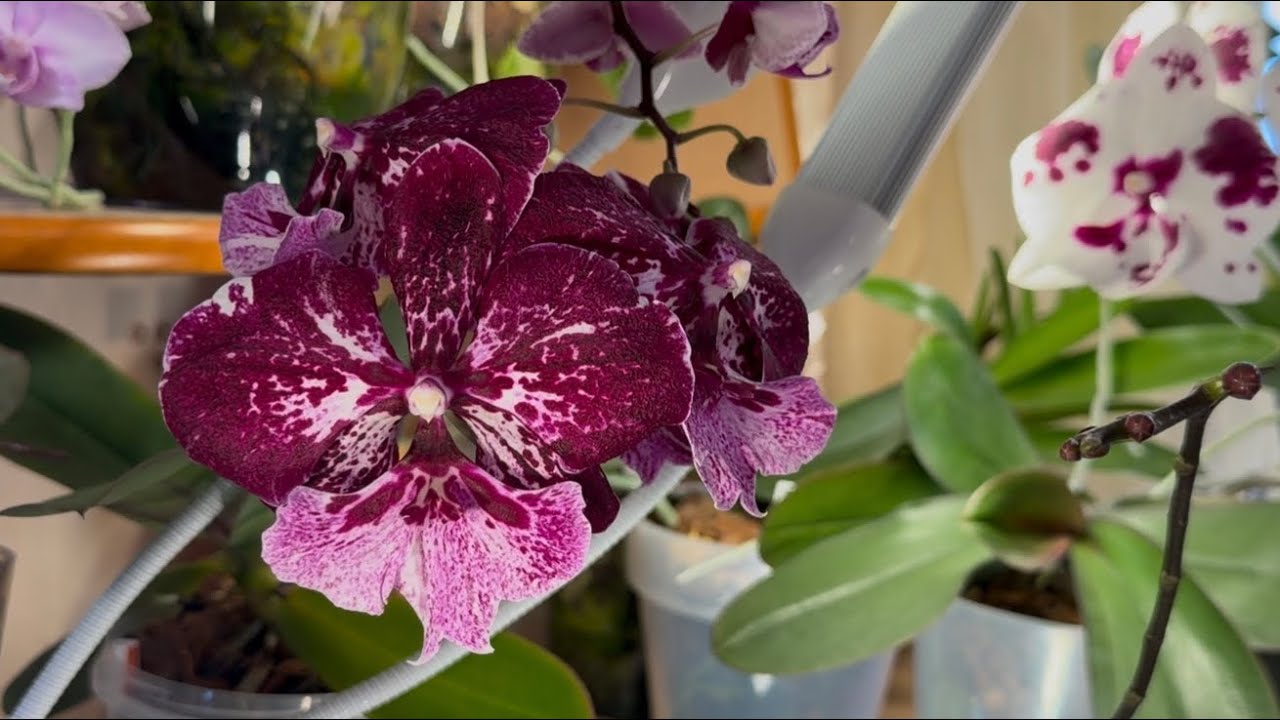 НА ПИКЕ ЦВЕТЕНИЯ. Обзор орхидей (только цветы). 2 часть 1.02.2026 г.