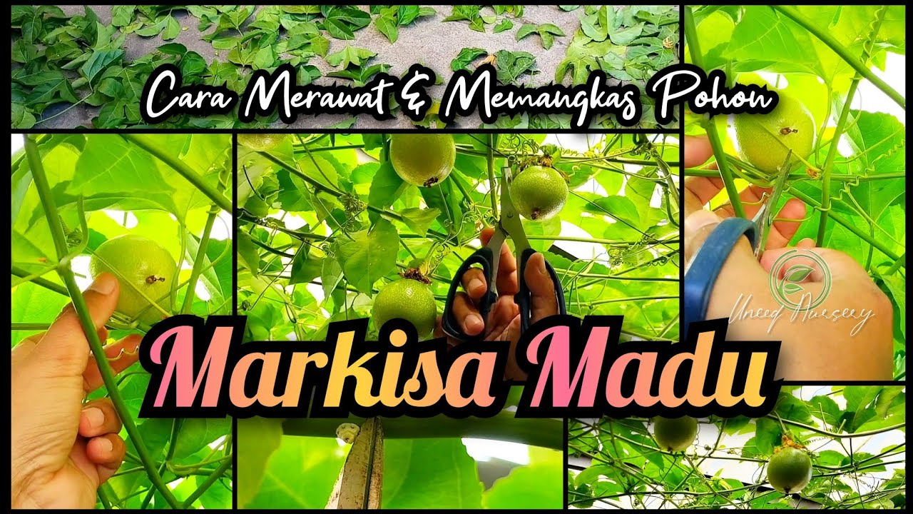 Cara merawat dan memangkas pohon markisa