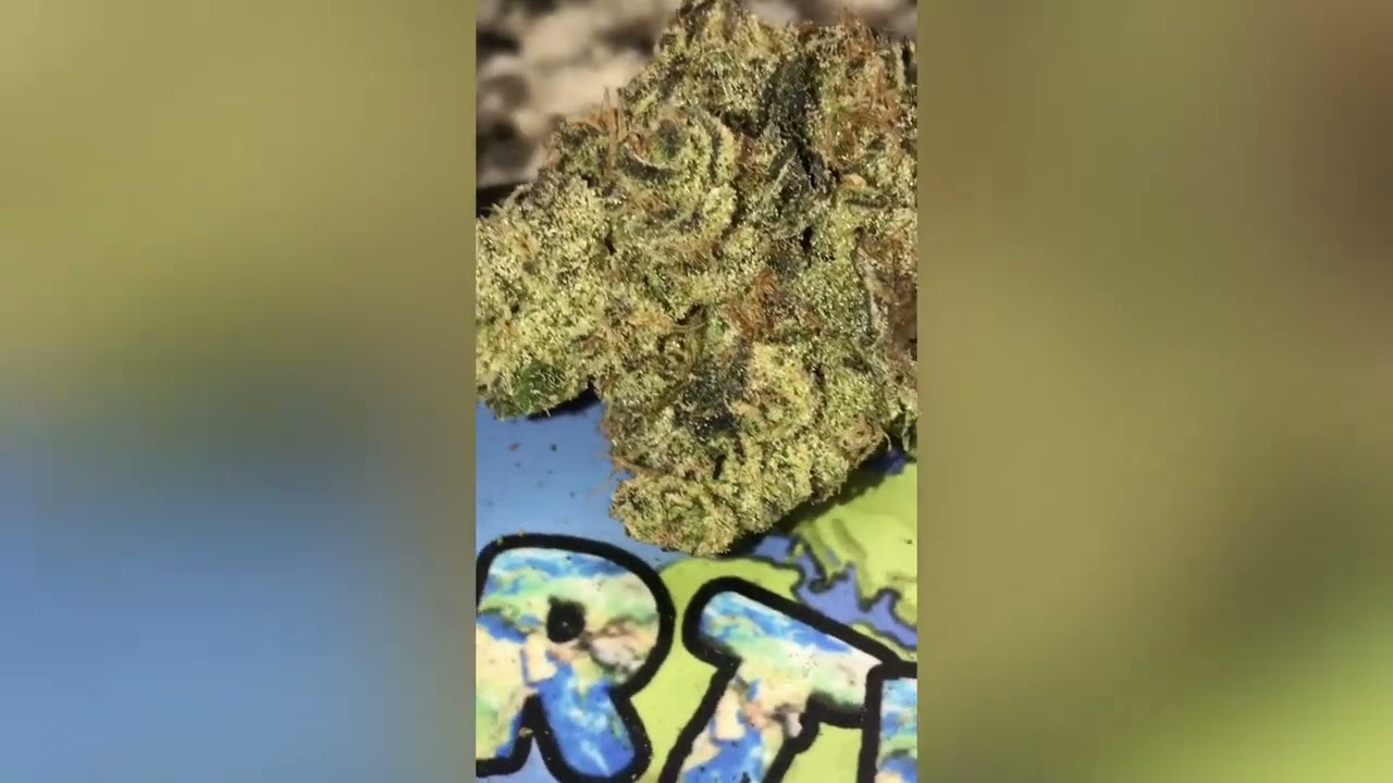 Florida Oranges Strain Review (Smk Brk 420)