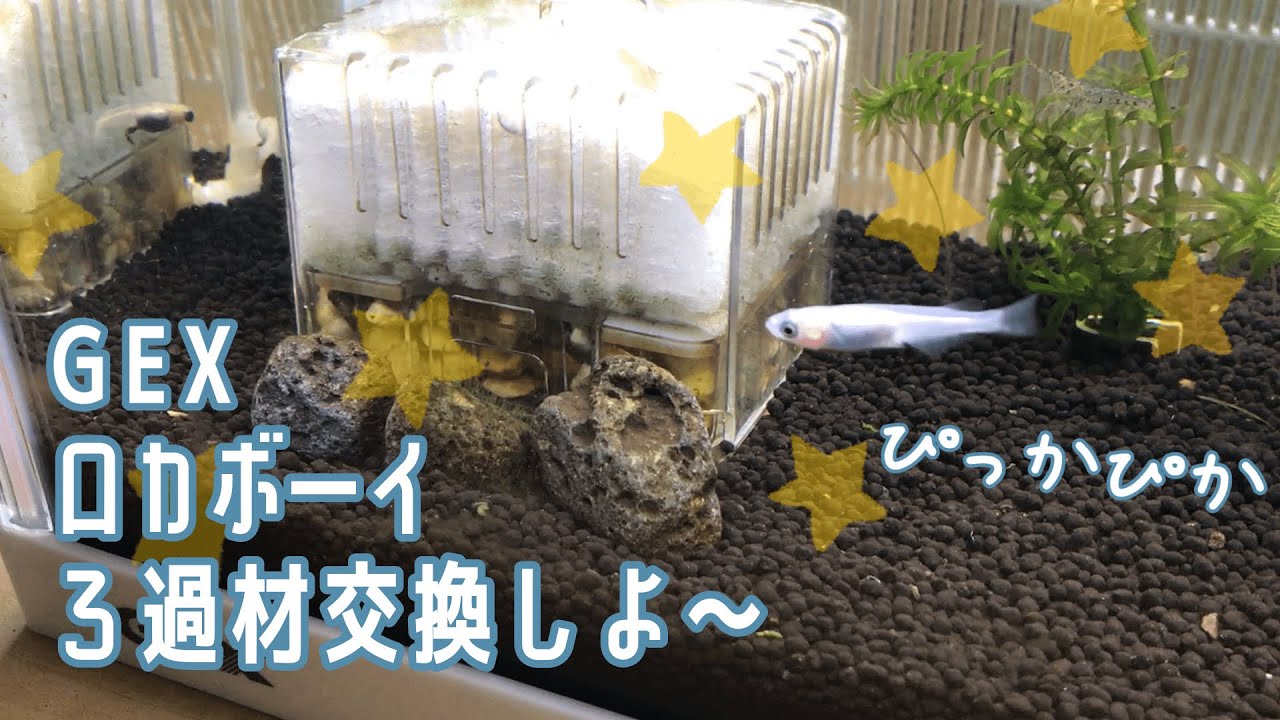 【めだか】GEXロカボーイを分解お掃除！【パワーアップパイプ】