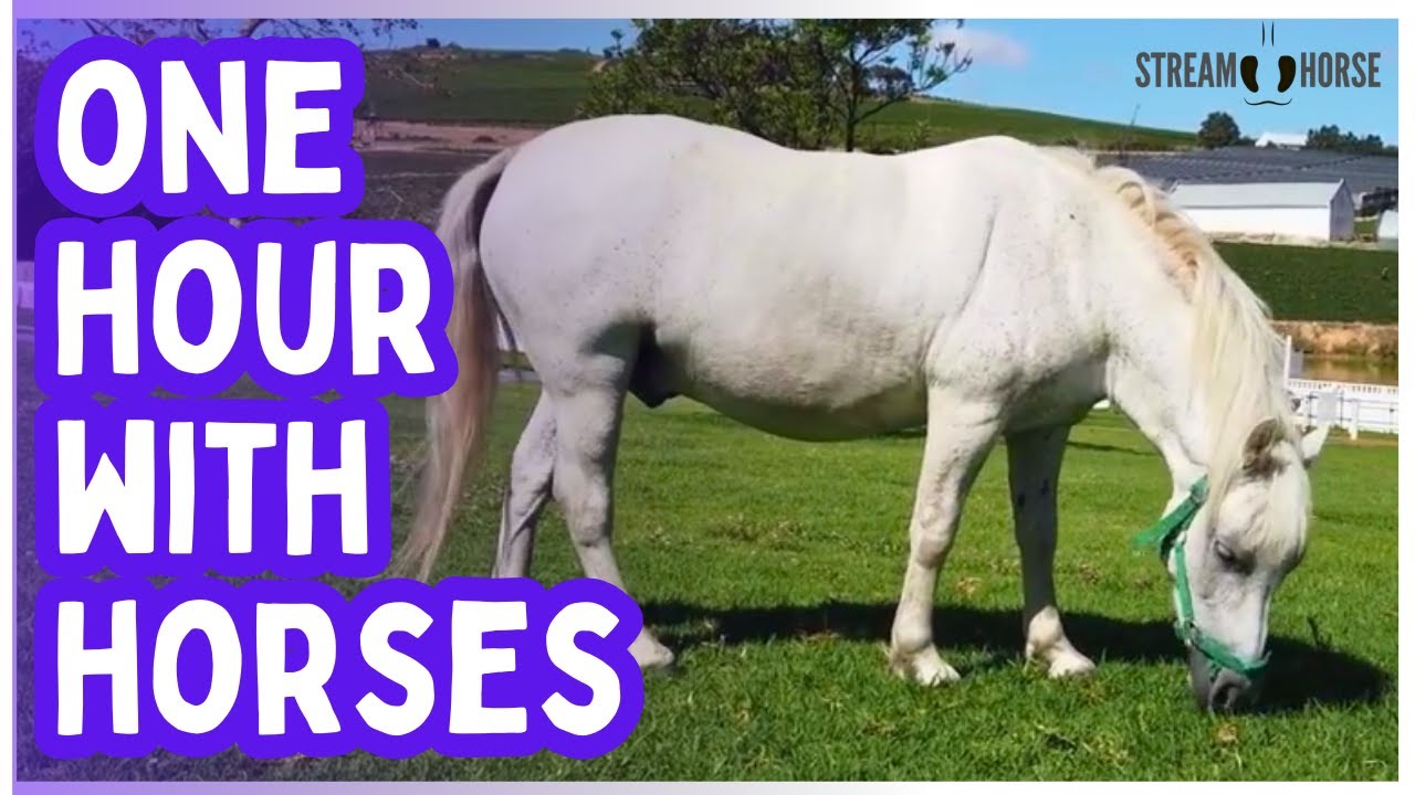 60 Minutes of Horse Peace — Meditation, Gentle Nature, and Relaxing Moments 😌🐎