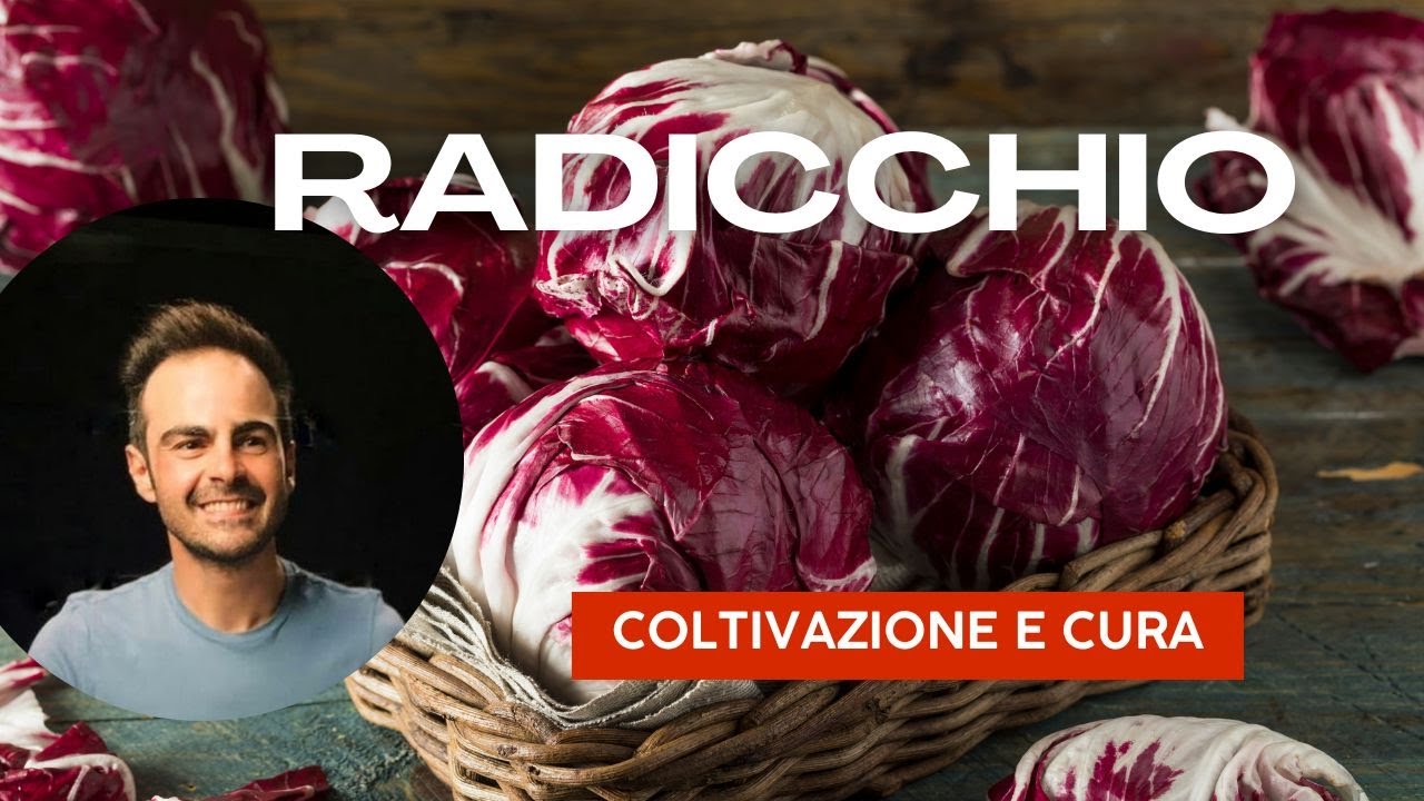Radicchio: il re dell'orto! Coltivalo facile!