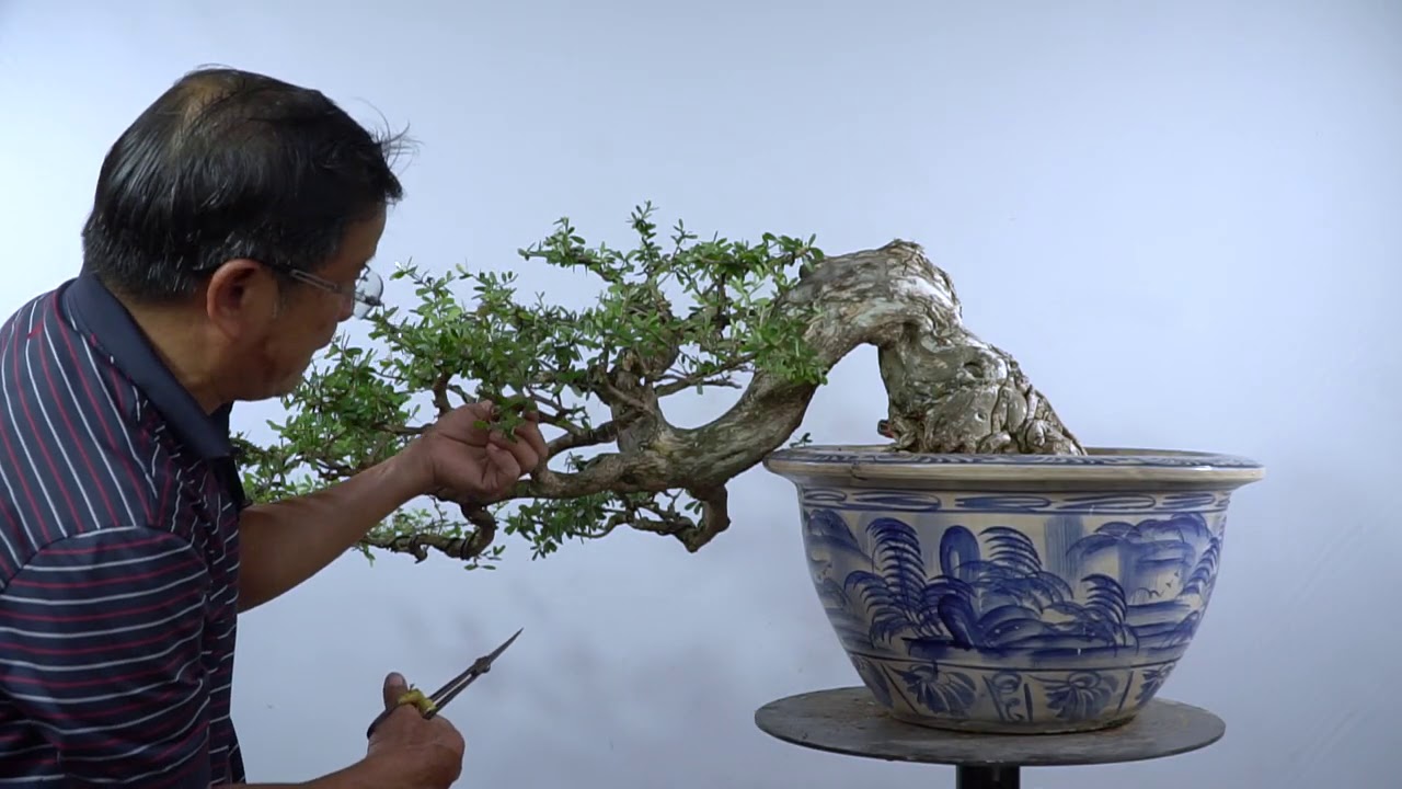 BONSAI CHO MỌI NGƯỜI ( TẬP 6 ) | TRẦN THẮNG OFFICIAL