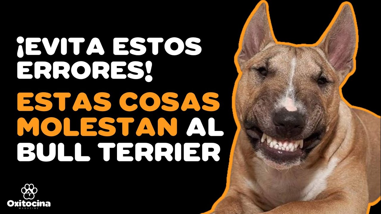 BULL TERRIER: 7 COSAS QUE NO LE GUSTAN