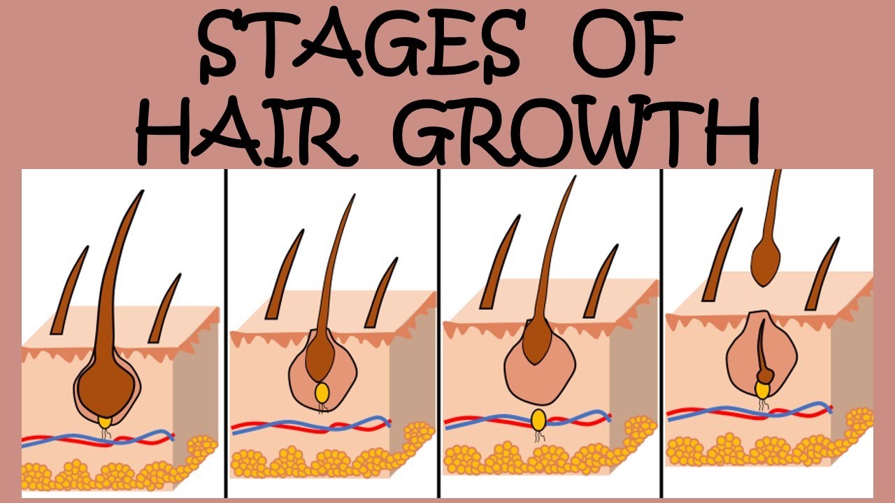 THE 4 STAGES OF HAIR GROWTH