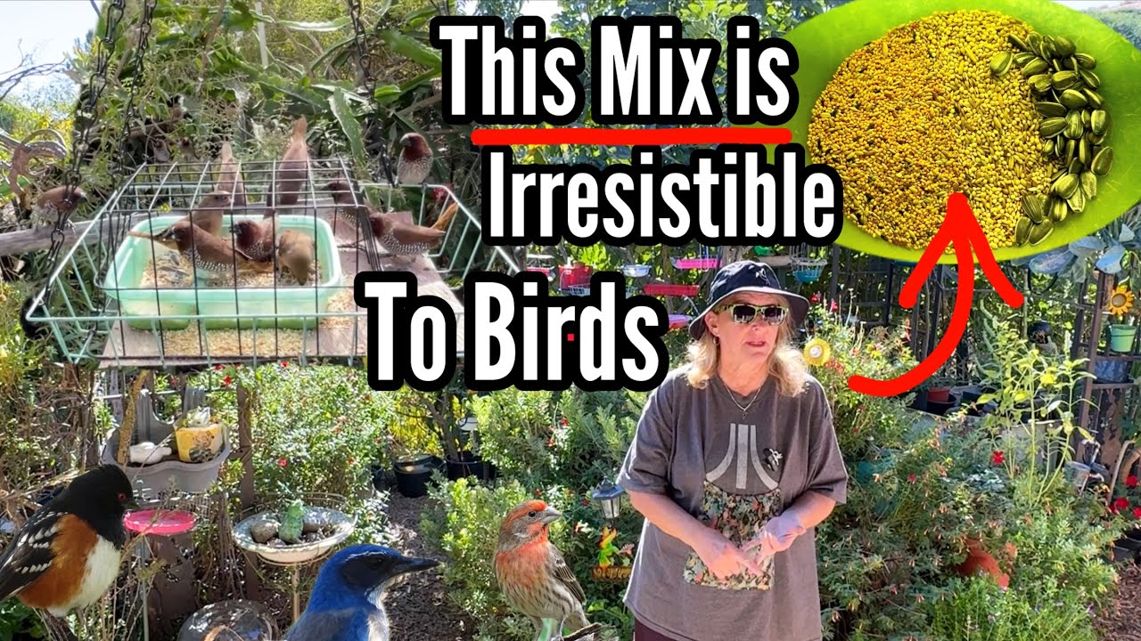 How to Feed Wild Birds the RIGHT Seeds for Less Wasted Money to Attract Wildlife in the Bird Garden