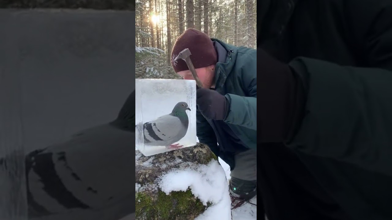 Frozen Pigeon Rescued from Ice in Snowy Forest | Emotional Wildlife Rescue Documentary