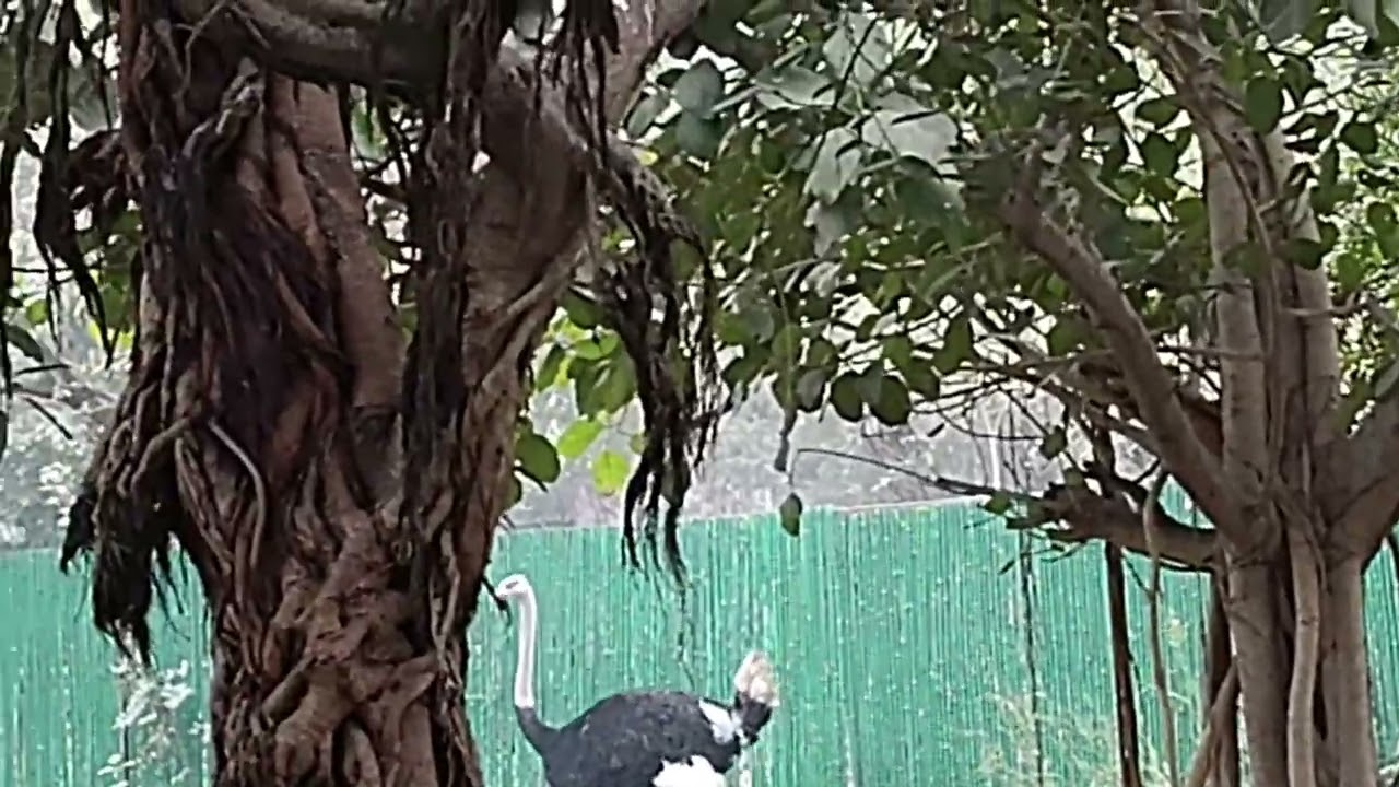 "National Zoological Park Delhi | Delhi Zoo | चिड़ियाघर | Near Purana Qila | Bangal Tiger 🐯| Delhi"