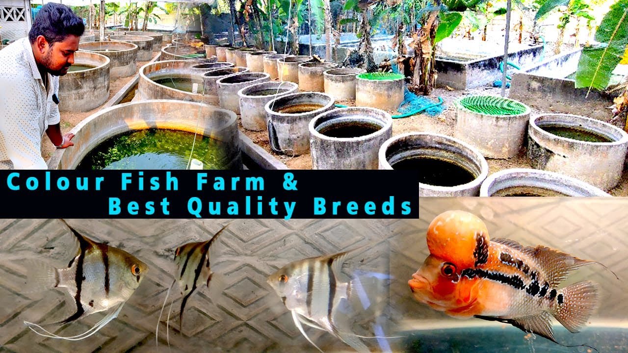 Colour Fish Farm |Best Quality Fish& Breeds |Angel Fish Farm in Thanjavur| Colourful Fish Collection