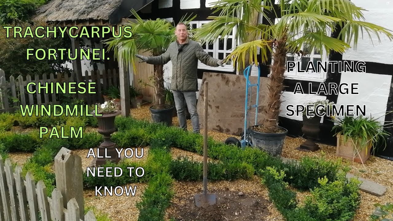Посадка китайской пальмы-мельницы Trachycarpus Fortunei. Экзотические растения Великобритании.