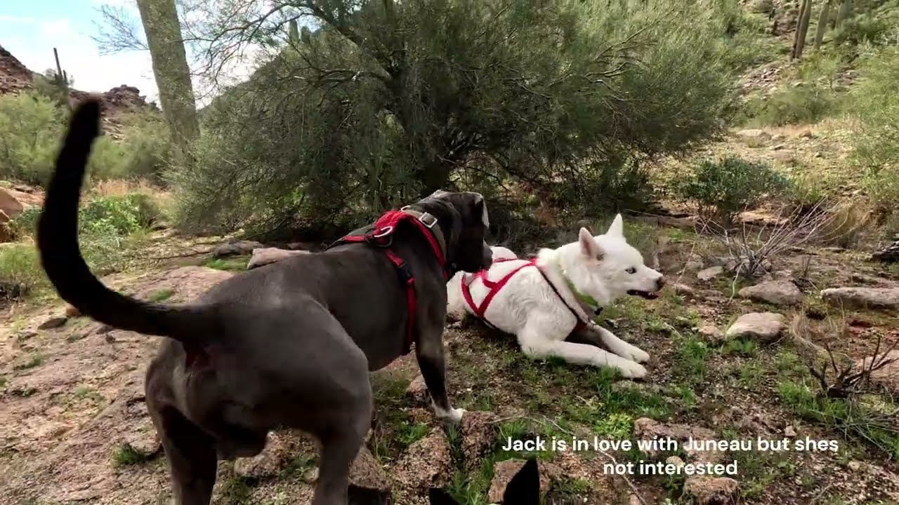 Hiking with 4 dogs in the Desert