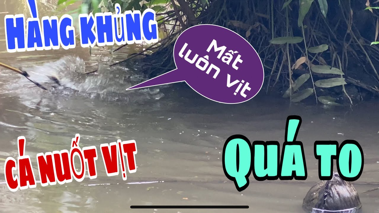 CÂU VỊT GẶP TOÀN CÁ SIÊU TO KHỔNG LỒ GIẬT ĐÃ TAY || NDK