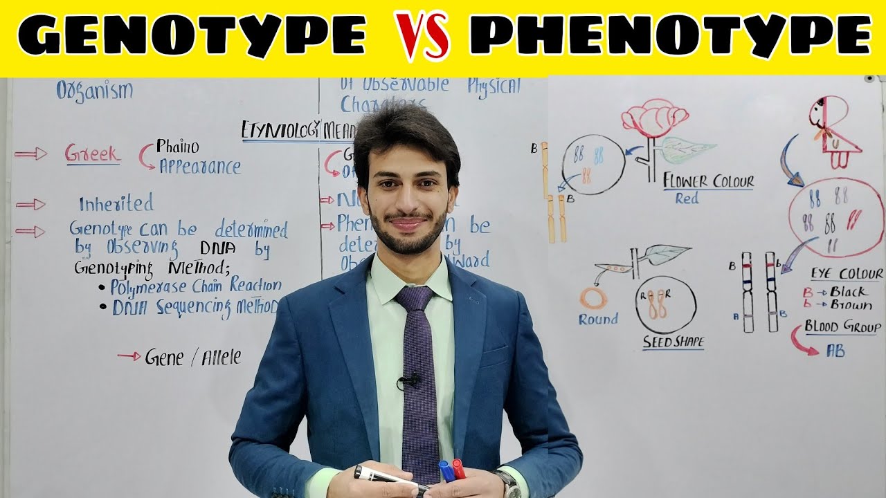 Differences between Genotype and Phenotype | Genetic Makeup | Physical Trait | Genetics| Inheritance
