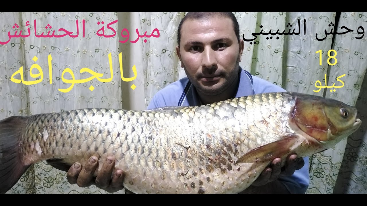 هجوم وحش الشبيني ليلا على الجوافه